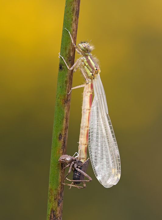 2009 (4) APRIL Large Red Damselfly and Exuvia 